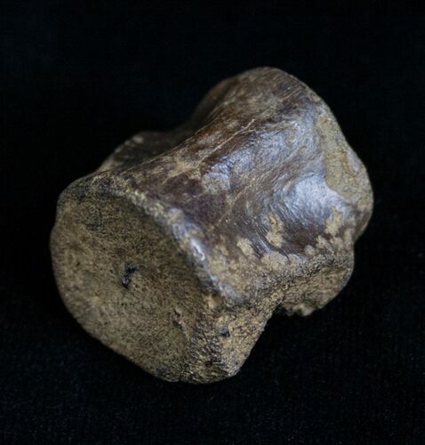 Champsosaurus Vertebrae (Cretaceous Reptile) #6308